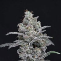 Pure  Instinto  Cannabis  Seeds  Chimera  Crasher