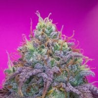Pure  Instinto  Cannabis  Seeds  Forbidden  Fruit  Cake