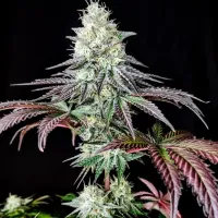 Pure  Instinto  Cannabis  Seeds  Garlic  Cookies