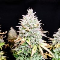 Pure  Instinto  Cannabis  Seeds  Grateful  End  Og