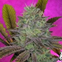 Pure  Instinto  Cannabis  Seeds  King  S  Banner