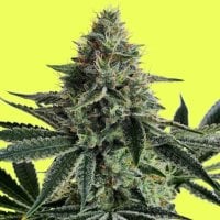 Pure  Instinto  Cannabis  Seeds  Lemon  Storm
