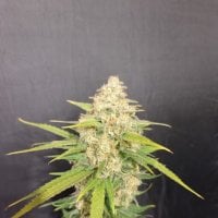 Pure  Instinto  Cannabis  Seeds  Melon  Gum