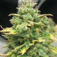 Pure Instinto Cannabis Seeds Mimosa Cake Auto