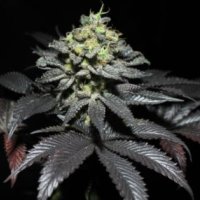Pure  Instinto  Cannabis  Seeds  Peanut  Butter  Cookies
