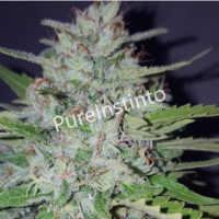 Pure  Instinto  Cannabis  Seeds  Shotgun  Auto