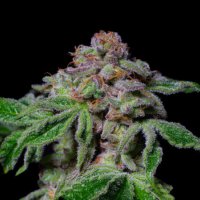 Pure  Instinto  Cannabis  Seeds  Sour  Aloha