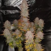 Pure  Instinto  Cannabis  Seeds  Sticky  Gorilla 4