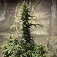 Pure  Instinto  Cannabis  Seeds  Strawberry  Shortcake  Auto