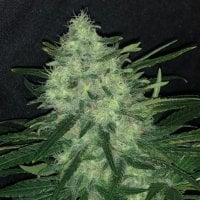 Pure  Instinto  Cannabis  Seeds  Wedding  Cake