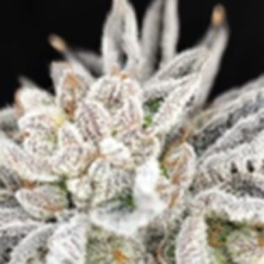 Pure Instinto Cannabis Seeds Yuzu Grape Kush