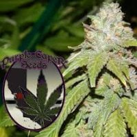 Purple Caper Cannabis Seeds Alien Og