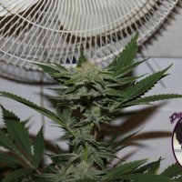 Purple  Caper  Cannabis  Seeds  Feminised  Line 4g
