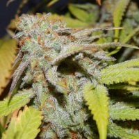 Purple  Caper  Cannabis  Seeds  Feminised  Line  Cookie  Og