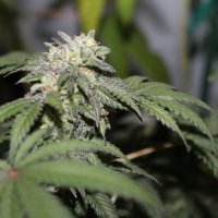 Purple  Caper  Cannabis  Seeds  Feminised  Line  Gelato  Bx
