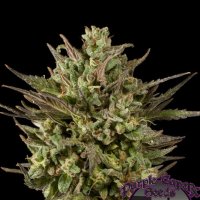 Purple  Caper  Cannabis  Seeds  Gold  Line  Blackberry  Fire