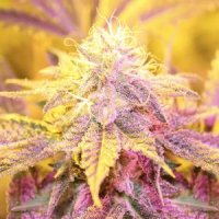 Purple  Caper  Cannabis  Seeds  Gold  Line  Blue  Fire