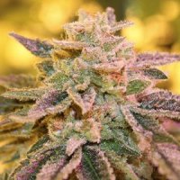 Purple  Caper  Cannabis  Seeds  Gold  Line  Gelato  Zkittlez