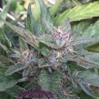 Purple Caper Cannabis Seeds Grandaddy Og