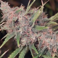 Purple  Caper  Cannabis  Seeds  Purple  Caper
