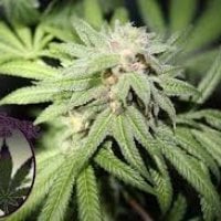 Purple  Caper  Cannabis  Seeds  Purple  Punch  Bx