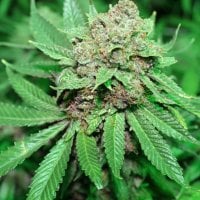 Purple Caper Cannabis Seeds White Grapes
