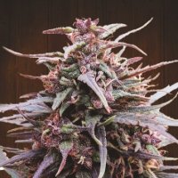 Purplehazexmalawi