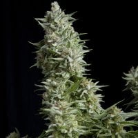 Pyramid  Cannabis  Seeds  Alpujarrena