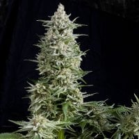 Pyramid  Cannabis  Seeds  Amnesia  Gold