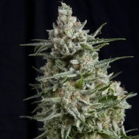 Pyramid  Cannabis  Seeds  Anesthesia