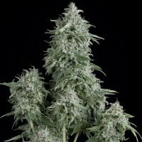 Pyramid  Cannabis  Seeds  Anubis