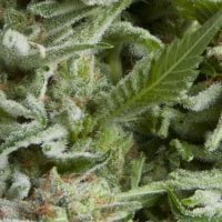 Pyramid  Cannabis  Seeds  Auto  Alpujarrena