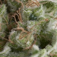 Pyramid  Cannabis  Seeds  Auto  American  Pie
