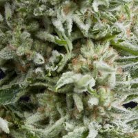 Pyramid  Cannabis  Seeds  Auto  Amnesia  Gold