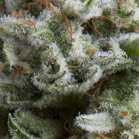 Pyramid  Cannabis  Seeds  Auto  Anesthesia