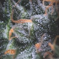 Pyramid  Cannabis  Seeds  Auto  Black  Cherry  Punch  Usa  Range