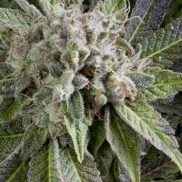 Pyramid  Cannabis  Seeds  Auto  Blue  Pyramid