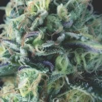 Pyramid  Cannabis  Seeds  Auto  Cookies  Usa  Range