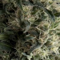 Pyramid  Cannabis  Seeds  Auto  Galaxy