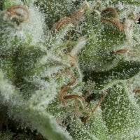 Pyramid  Cannabis  Seeds  Auto  Kryptonite