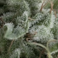 Pyramid  Cannabis  Seeds  Auto  Nefertiti
