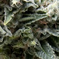 Pyramid  Cannabis  Seeds  Auto  New  York  City