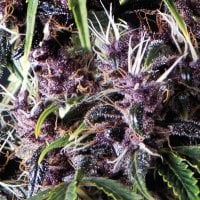 Pyramid  Cannabis  Seeds  Auto  Purple