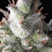 Pyramid  Cannabis  Seeds  Auto  Ramses