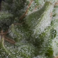 Pyramid  Cannabis  Seeds  Auto  Shark