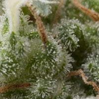 Pyramid  Cannabis  Seeds  Auto  Super  Hash