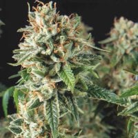 Pyramid  Cannabis  Seeds  Auto  Super  Og  Kush  Fast
