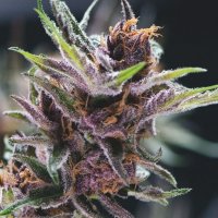 Pyramid  Cannabis  Seeds  Black  Cherry  Punch
