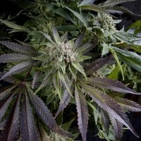 Pyramid  Cannabis  Seeds  Blue  Pyramid