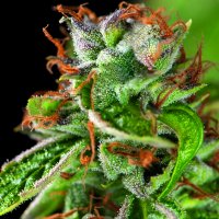 Pyramid  Cannabis  Seeds  Double  Og  Haze